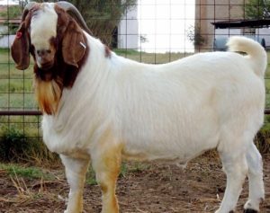 Boer-Goat-Buck