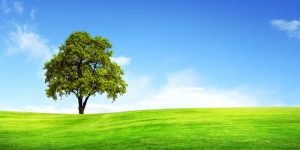 arbol-2w8t3zs3cay4gvavjmscga
