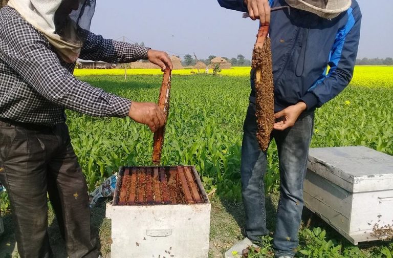 ताेरी खेति संगै माैरी पालन व्यवसाय गर्दे किसान !!