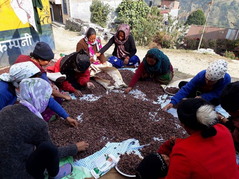 भाेलीदेखि लमजुङमा अलैँची महोत्सव हुने