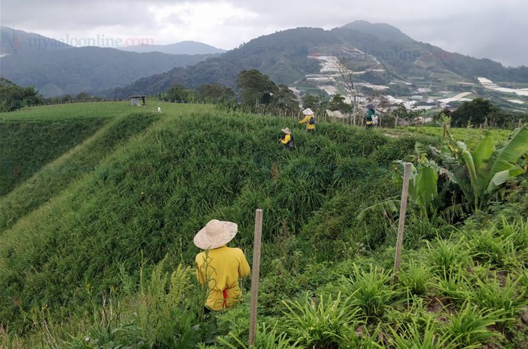 मलेसियाको कृषि फार्मका मालिकको कुरा