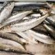 asala fish