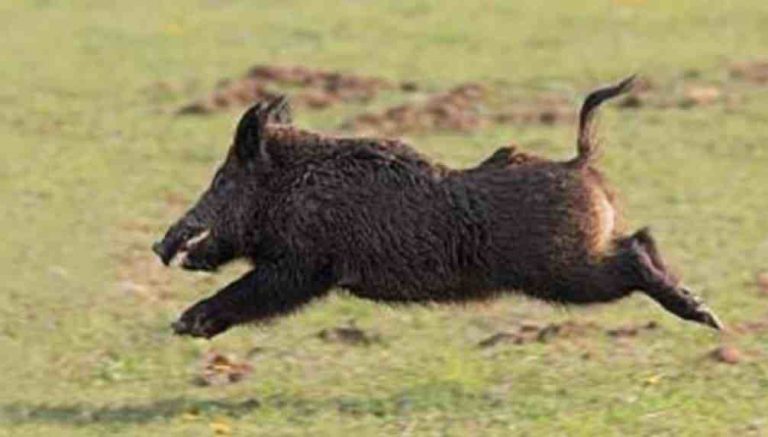 जंगली जनावर आतंक : बँदेलले हैरान बनायो किसानलाई