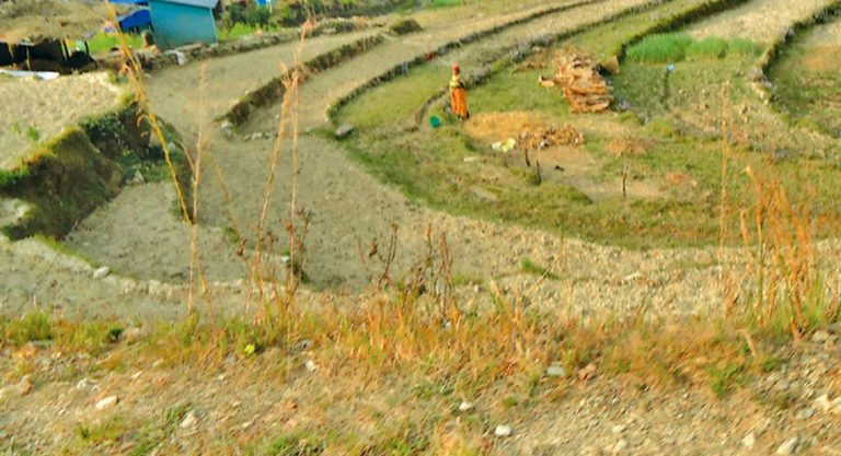 जंगली जनावरका कारण खेतबारी बाझै राख्नुपर्ने अवस्था