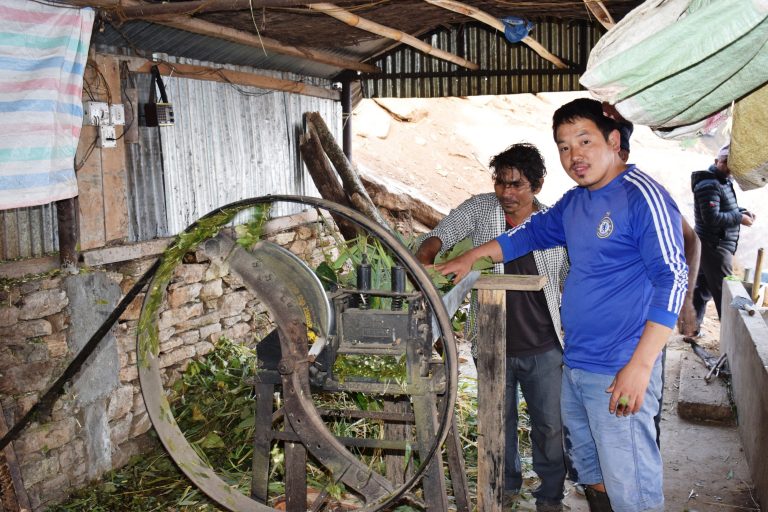 लगनशिलताले नेपालमै मालामाल : घाँसबाट वार्षिक १० लाख आम्दानी