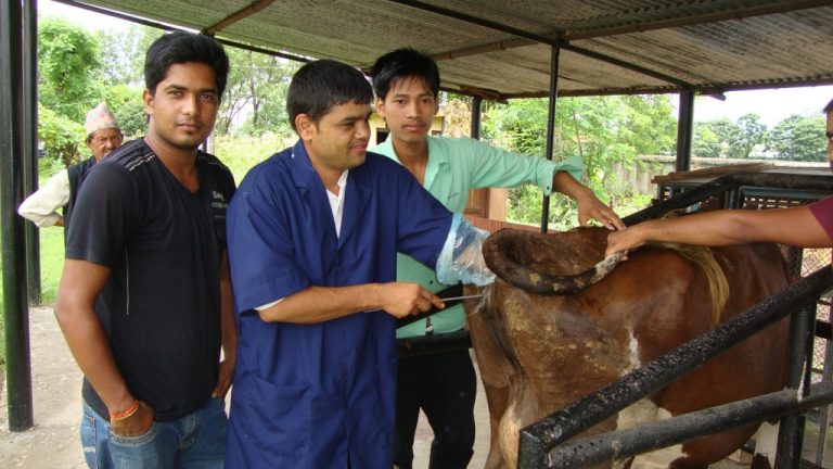 प्रभावकारी हुँदै ‘कृत्रिम गर्भाधान’
