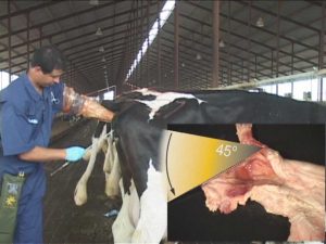 कृत्रिम गर्भाधान भनेको के हो ? यस्ता छन यसका फाइदा ।