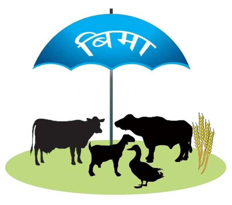 पशुपंक्षीको बीमा रकम कम्पनीले दिन नमानेको किसानको गुनासो
