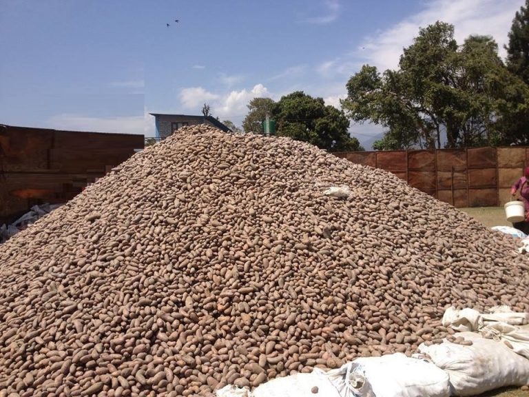 आलुको बीउलाई यसरी भण्डारण गर्नुहोस