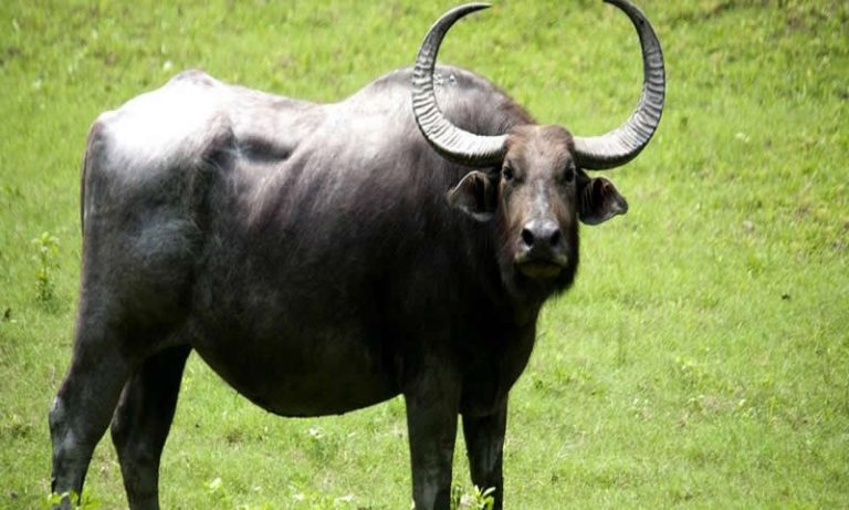 दुर्लभ बबुल प्रजातिको अर्ना गणना सुरु