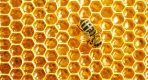 honey