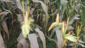 मकैकाे घाेगा लागेन ? क्षतिपूर्ति पाइन्छ