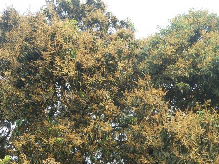 किसानको पीडा : लटरम्म फुलले पलाएको आशा, हावासँगै उड्याे