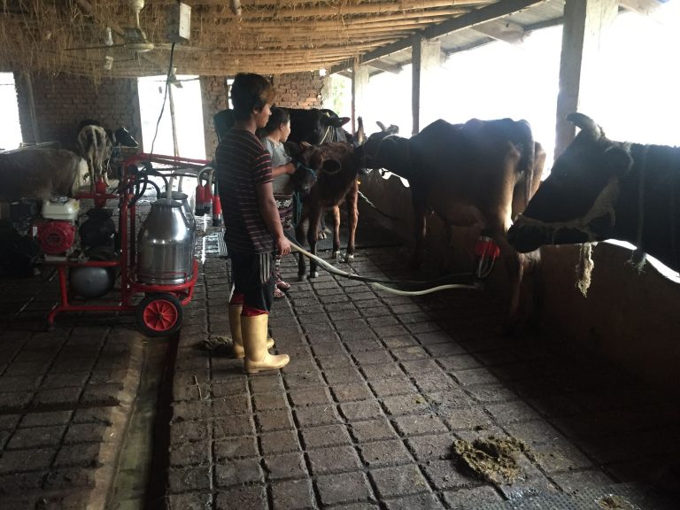 व्यवसायिक किसान : मेसिनबाट गाई दुहुँदै