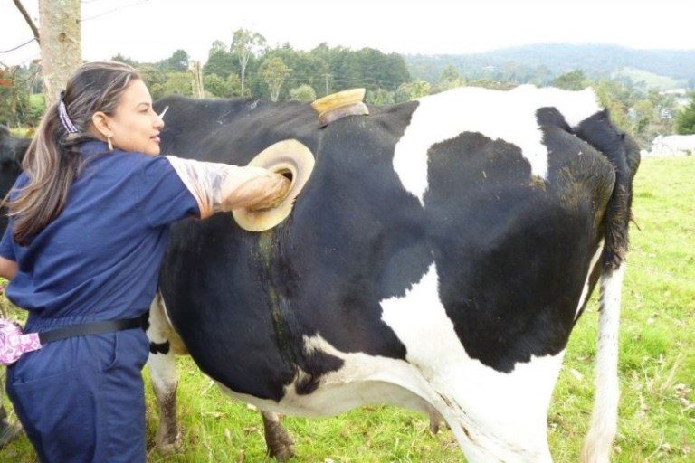 आखिर किन गाईको पेटमा प्वाल पार्छन् अमेरिकी किसान (यस्तो रहेछ कारण)