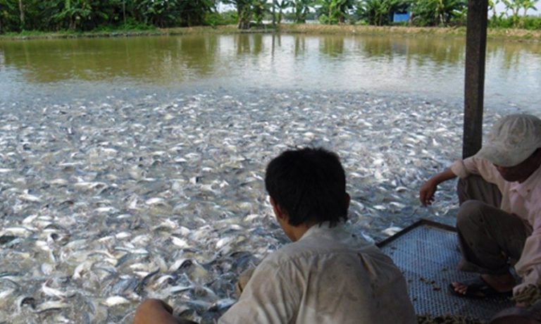 माछापालनमा  आत्मनिर्भर हुँदै पर्साका किसान