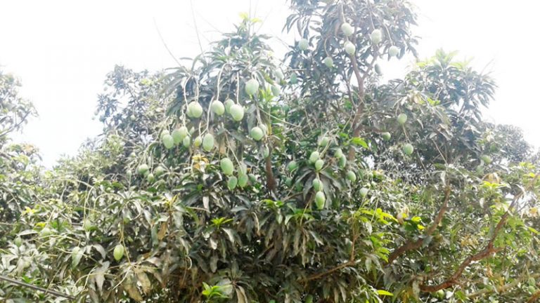 यो वर्ष आँप उत्पादनमा वृद्धि हुने