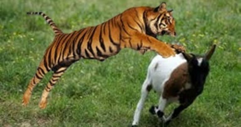 बाघले बाख्रा लग्यो, सुरक्षाका लागि सेना परिचालन