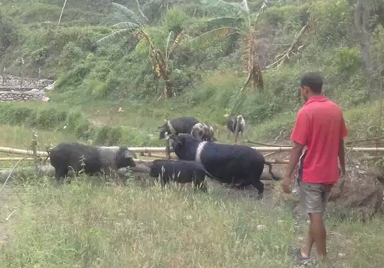 बंगुरले भिषा रोके पछि……….