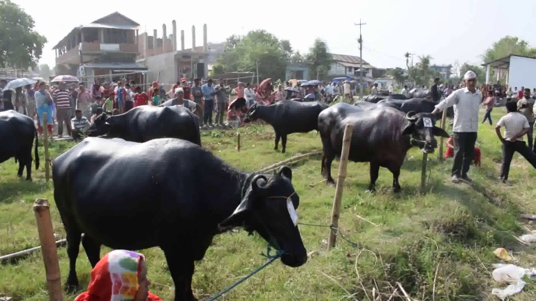 सुत्केरी भैँसीलाई भत्ता दिन शुरु