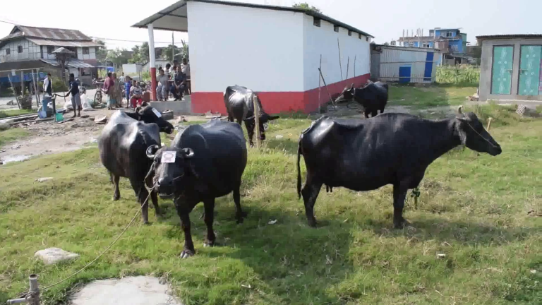 भैंसी सुन्दरी प्रतियोगिताको उपाधि हिरा भैंसीलाई