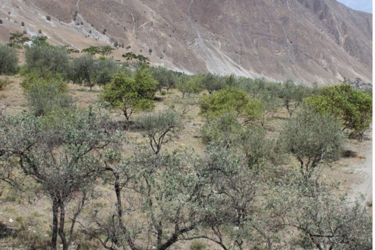 वार्षिक ५० करोडको जैतुन खेर जाँदा सरकारको ध्यान कता ?