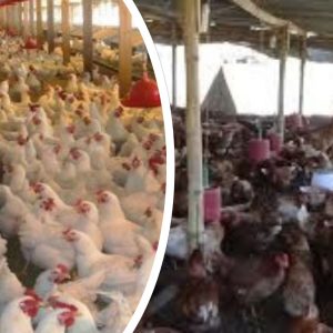 चल्ला र दानाको मूल्य बढेको भन्दै झापाका कुखुरापालक किसान आन्दोलित