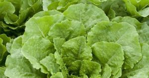 lettuice
