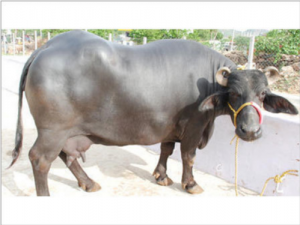 भैंसीलाई सुत्केरी हुँदा तीनहजार भत्ता !