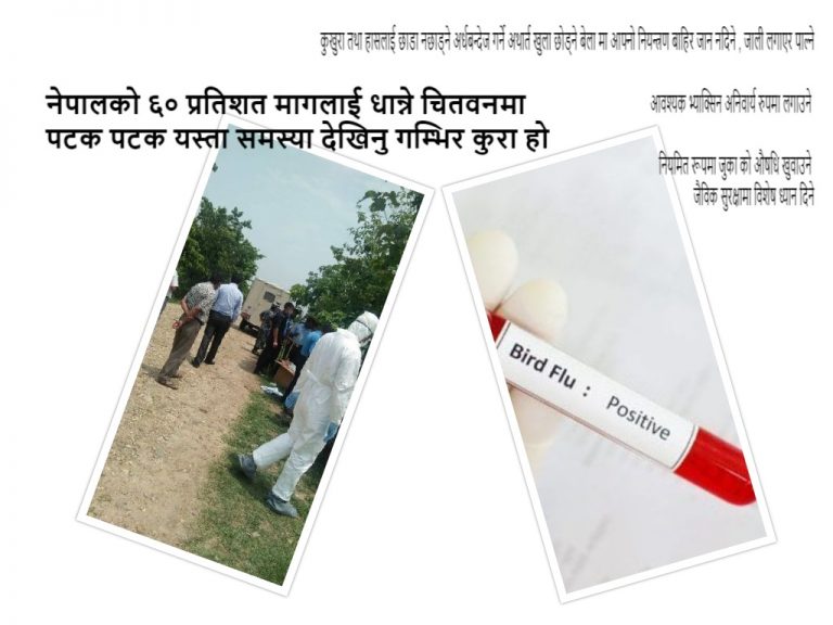 यस्तो छ चितवनमा पटक पटक बर्डफ्लु देखिनुको कारण
