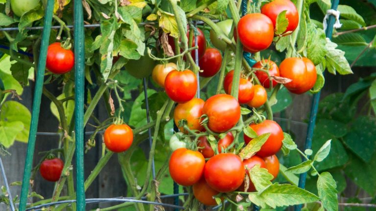 बिचौलियाको मारमा किसान