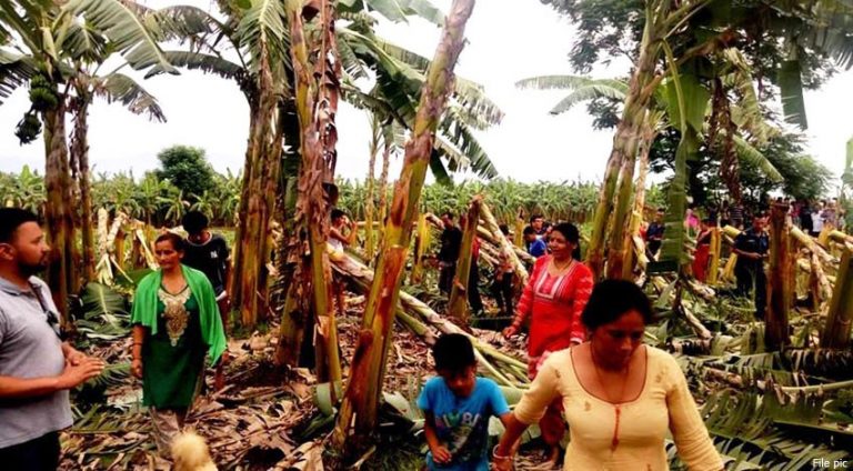 केरा काटेर किसानलाई नोक्सान पुर्याउने ५ जना जेल चलान