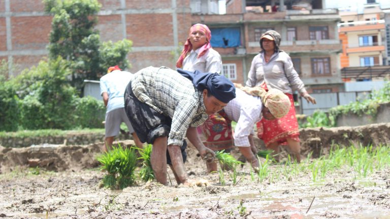 नेपालमा धानको उत्पादन बढ्यो तर माग धानेन