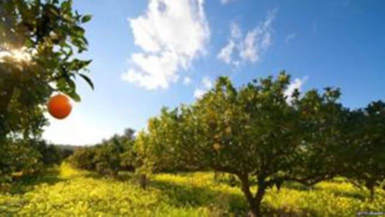 बालीनालीलाई किराबाट बचाउने सेक्सी वनस्पती