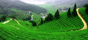 सामाजिक सुरक्षा कार्यक्रम लागू नगर्ने चिया उत्पादकको घोषणा