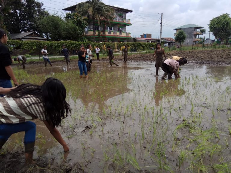 सिँचाइ अभावले चितवनमा अघिल्लो वर्षभन्दा आधा मात्रै रोपाइ