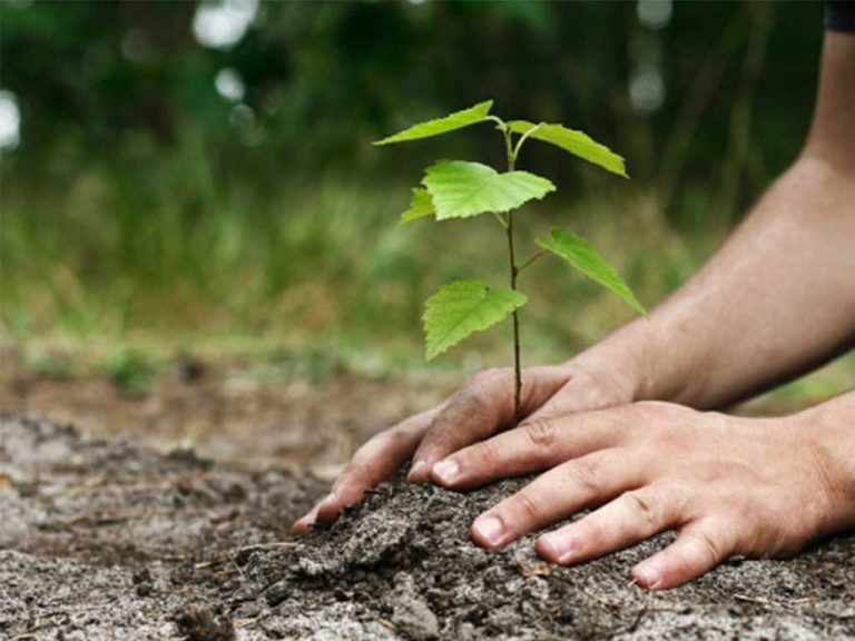एक दिनमा ३३ हजार ९ सय ३८ बिरुवा रोपियो