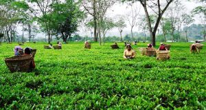 सरकारले ताेक्याे चिया उद्योगमा काम गर्ने कामदारको न्यूनतम तलब