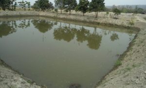 macha palan