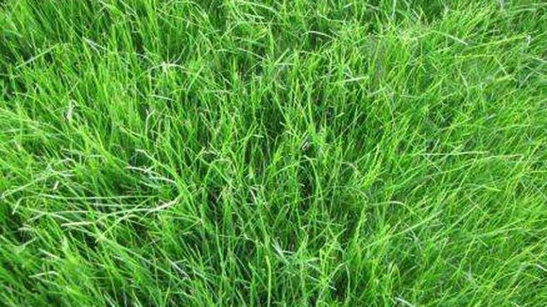 रसुवाको घाँस सोलुदेखि मुस्ताङसम्म