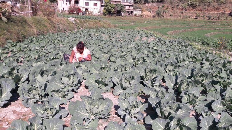 कृषकलाई खेतीयोग्य भूमि र सुकुम्बासीलाई लालपूर्जा दिने सरकारको तयारी