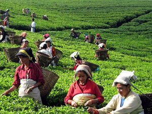 चिया खेती गर्ने एक प्रतिशत किसानले मात्रै संस्थागत खेती गर्ने