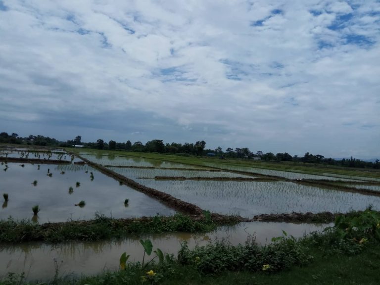 कावासेतीमा ६० प्रतिशत रोपाइ सकियो ।
