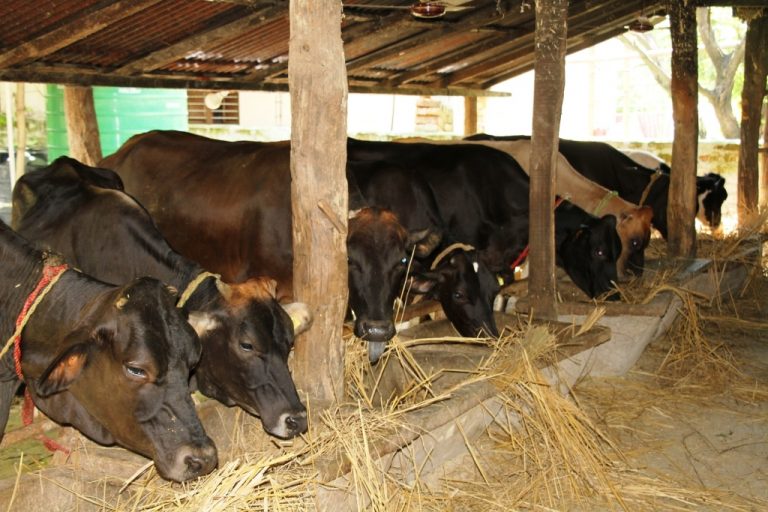 मासिक डेढ लाख रुपैयाँ कमाउने युवाको आग्रह – नेपालमा नै सम्भावना खोजौं