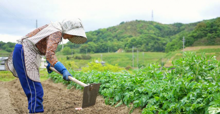 इजरायल जान खेती सिक्दै