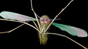 anopheles_mosquito