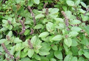 basil_