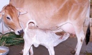 buffalo-cow-600x360