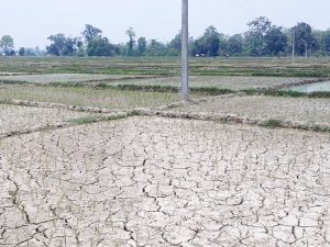 पर्याप्त वर्षा नहुँदा धानबाली सुक्न थाले, मन्त्रालयको तथ्यांकमा ६४ प्रतिशत रोपाइँ सकियाे