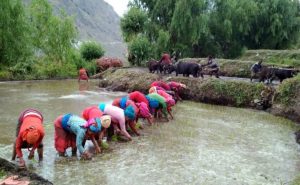 देशभर ९० प्रतिशत राेपाइँ सकियाे, ५५ लाख मेट्रिक टन धान उत्पादन गर्ने कृषि मन्त्रालयकाे लक्ष्य